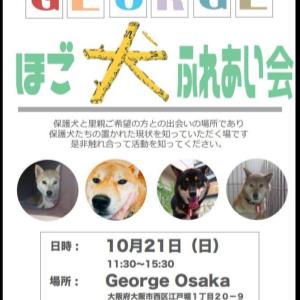 ほご犬ふれあい会 In 大阪 Adoption Park