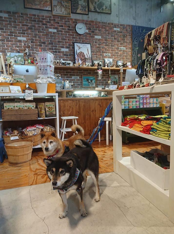 Dog Shelter Osaka ほご犬ふれあい会 In George 大阪店 Adoption Park