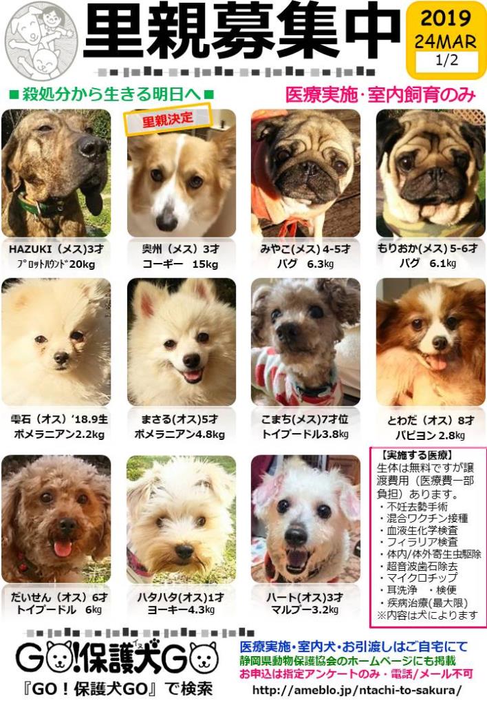 Go 保護犬go 保護犬の会ｉｎ横浜綱島 生体販売なしのペットショップ