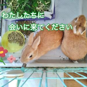 9月3日 土 アニプロうさぎの緊急譲渡会 Adoption Park