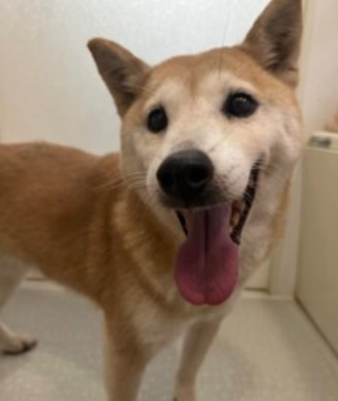 ☆VIVI☆(柴犬) - ADOPTION PARK