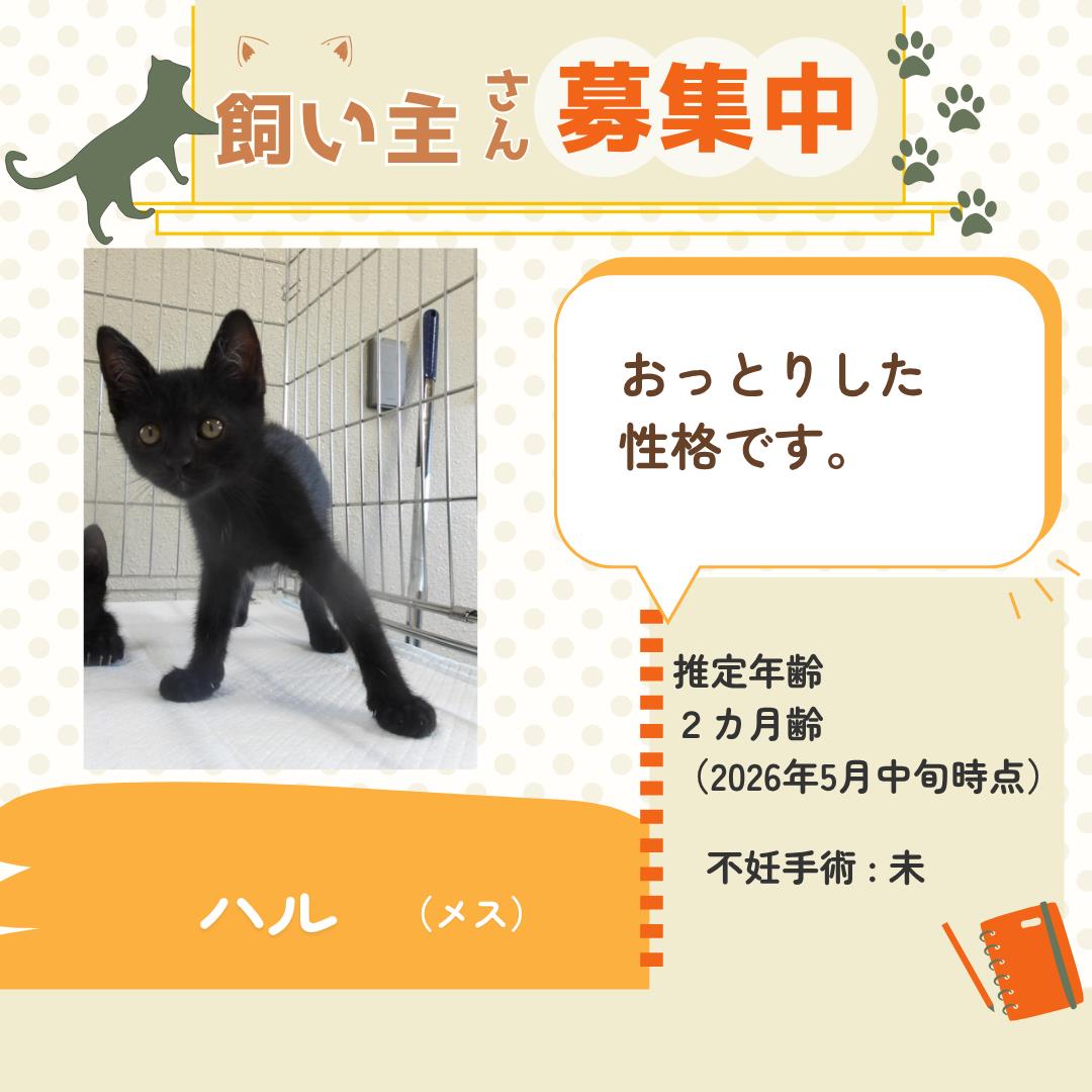 ハル　黒猫ちゃんとひまわり ハル(黒猫) - ADOPTION PARK
