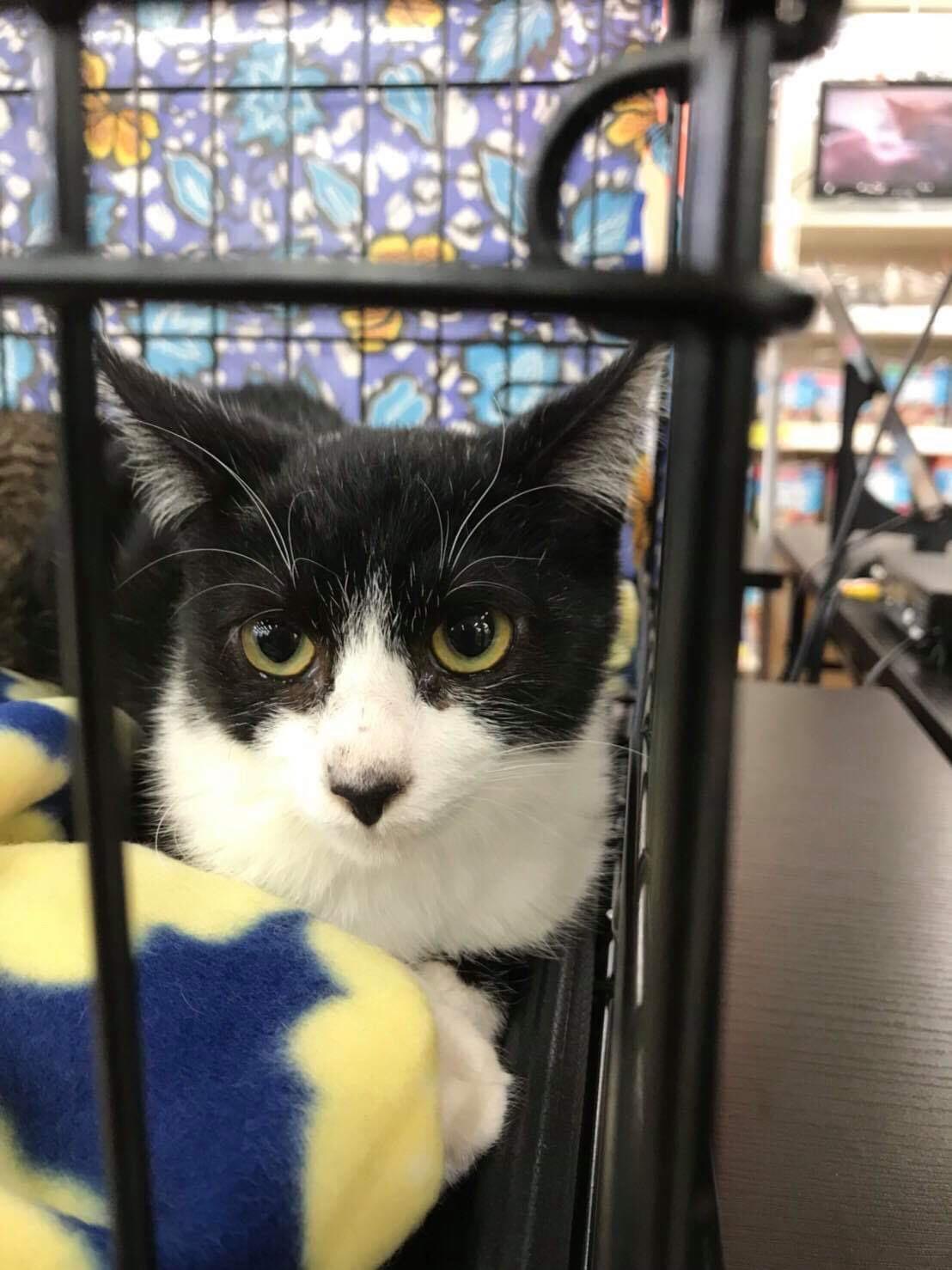 こてつ ハチワレ猫 Adoption Park