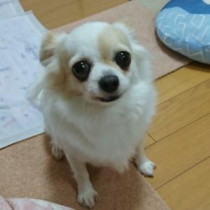 はるか チワワ Adoption Park