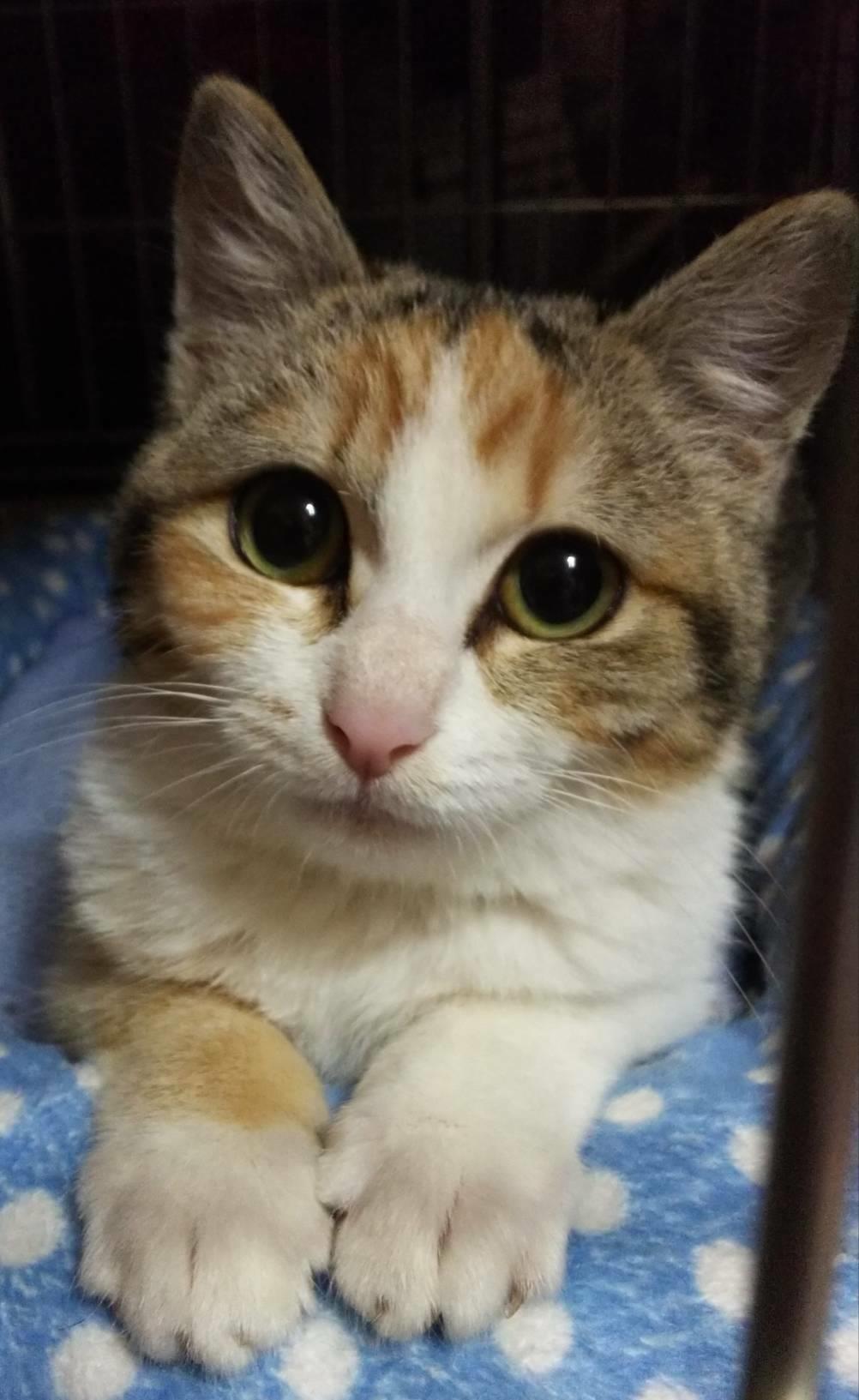 あかり(三毛猫) - ADOPTION PARK