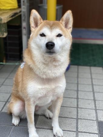 咲来 さくら ちゃん 柴犬 Adoption Park