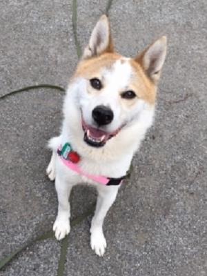 グーフィー 雑種 Adoption Park