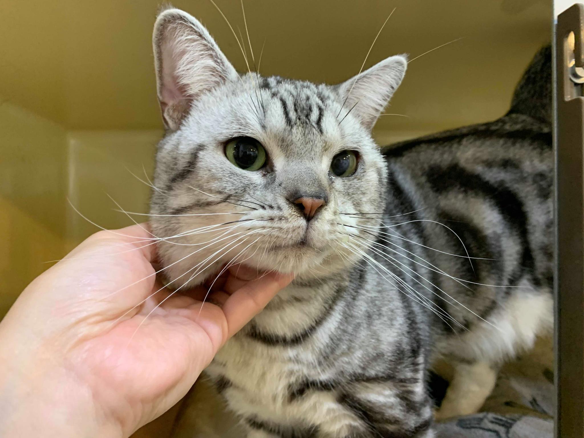 にー アメリカンショートヘア Adoption Park