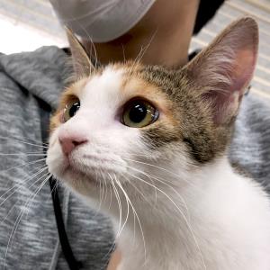 みけみ 三毛猫 Adoption Park