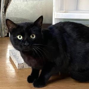 雑種のブランくん 黒猫 Adoption Park