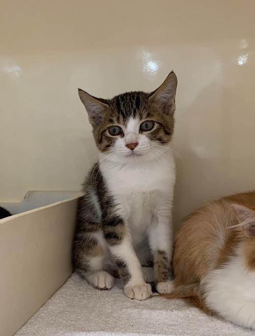キジトラ白猫ページです。 キジ白(キジトラ白猫) - ADOPTION PARK