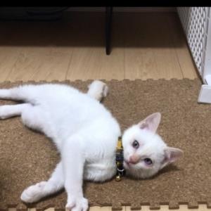 雑種のハクくん 白猫 Adoption Park
