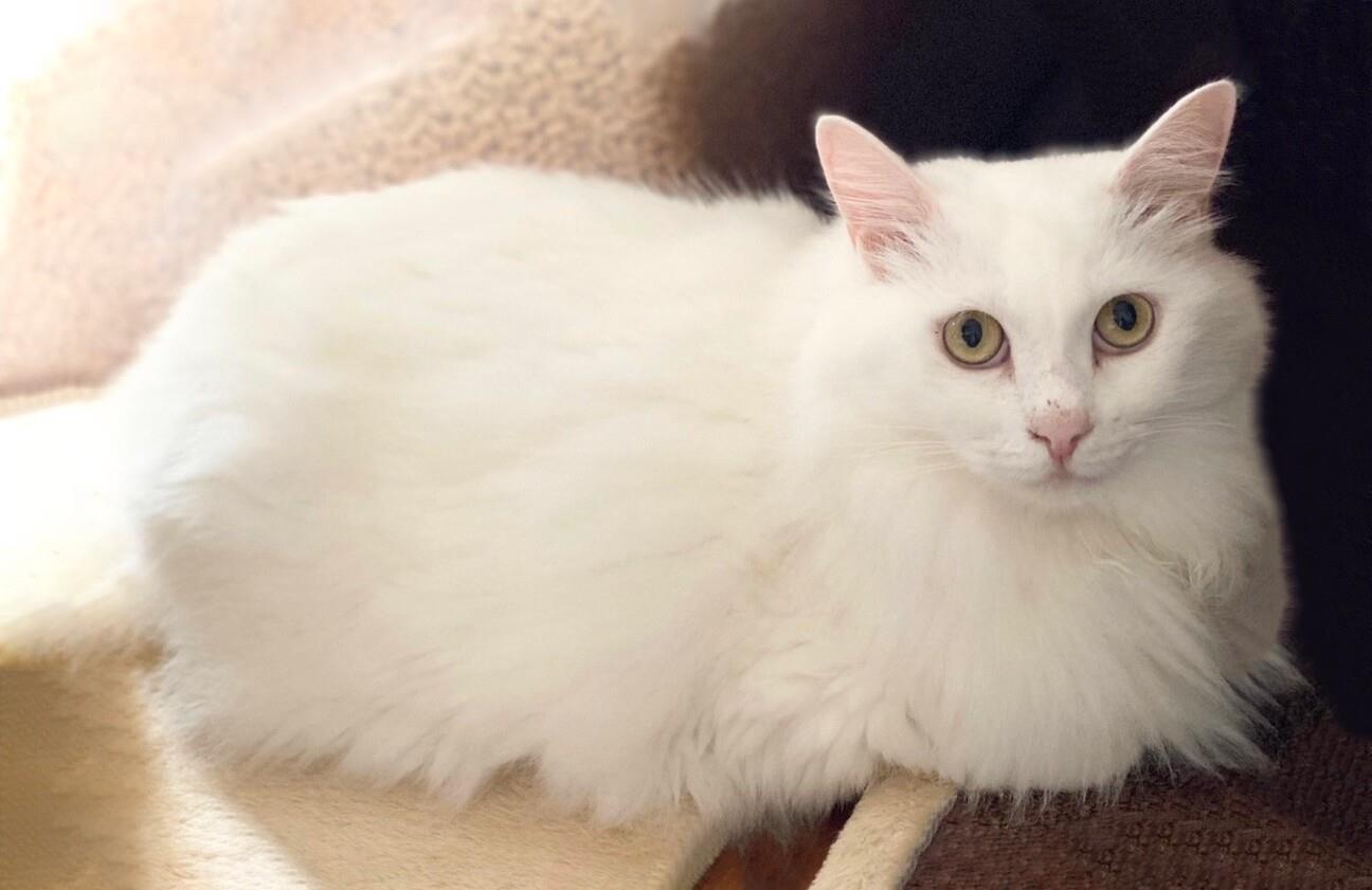 白猫様・専用 バニラ(長毛猫/白猫) - ADOPTION PARK