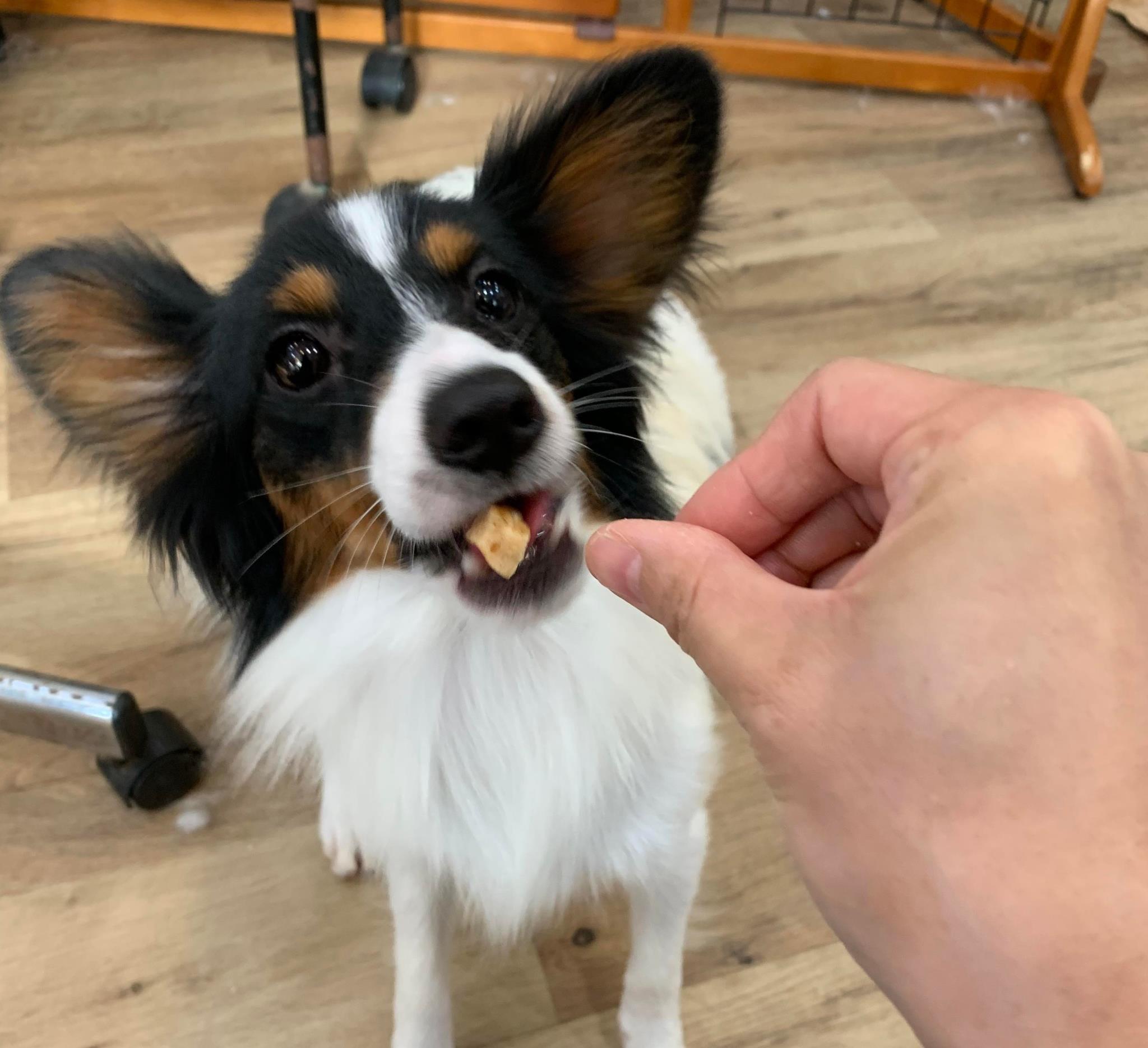 みっつ パピヨン Adoption Park