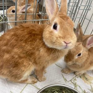 うさぎ86() - ADOPTION PARK