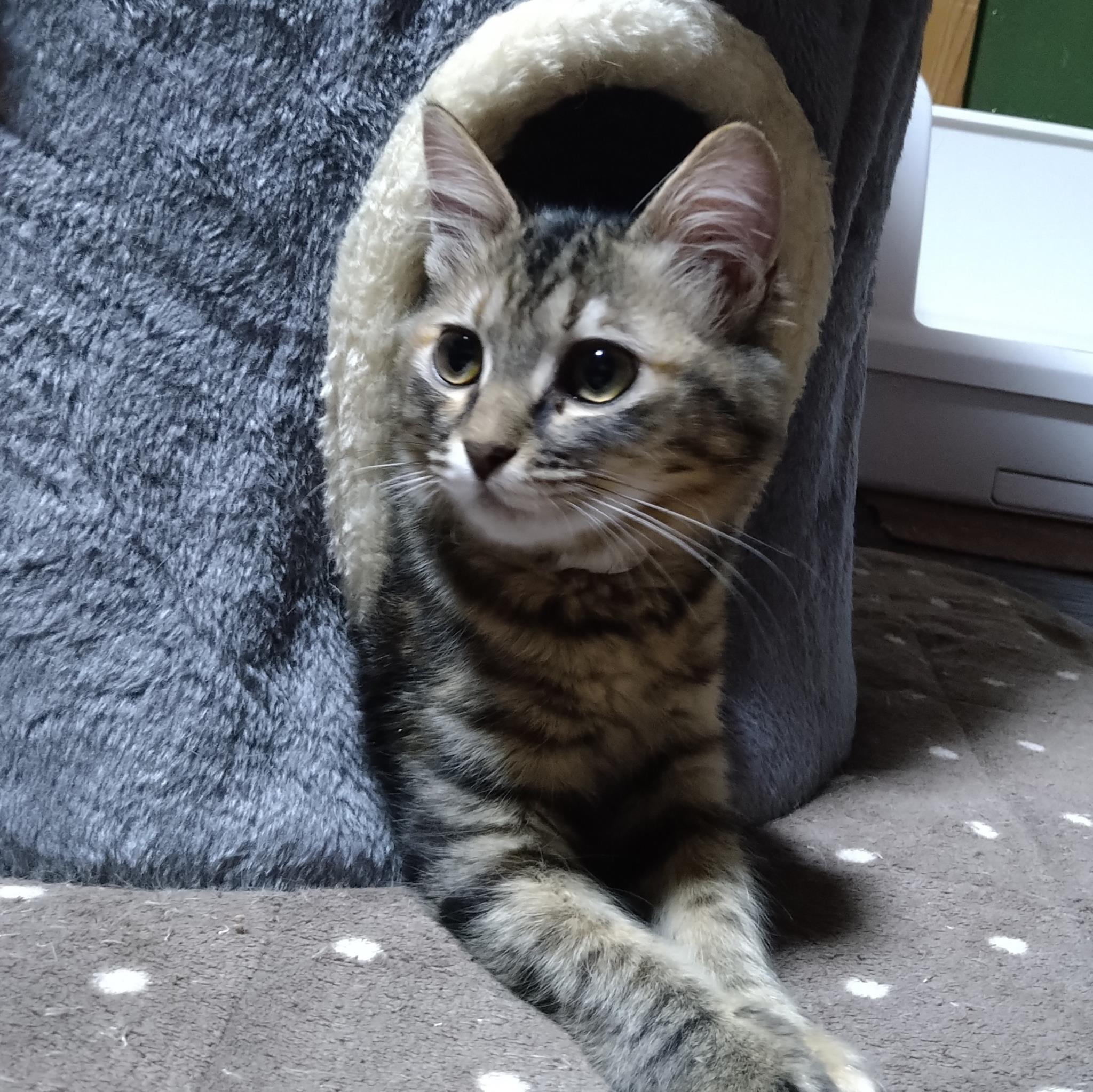 すい(麦わら猫) - ADOPTION PARK