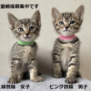 猫 販売 雄 首輪