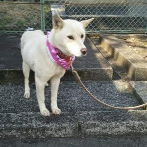 シロちゃん 雑種 Adoption Park