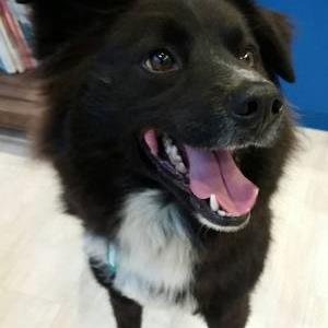 ゼロ ボーダー コリー 雑種 Adoption Park