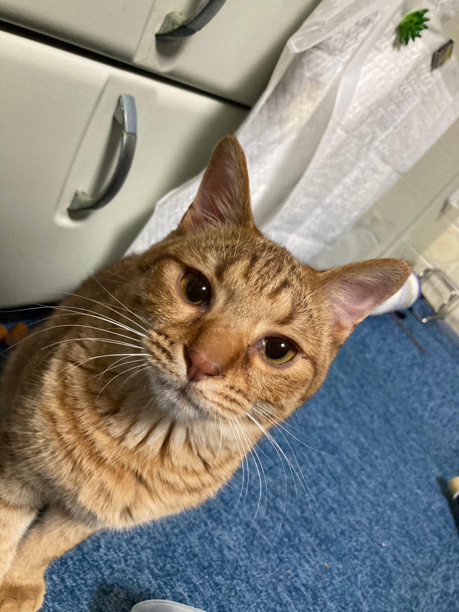 おこげ(茶トラ猫) - ADOPTION PARK