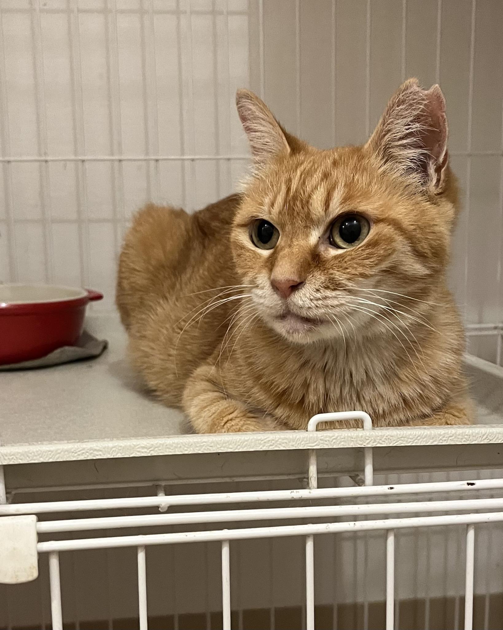 猫茶 いくら(茶トラ猫) - ADOPTION PARK