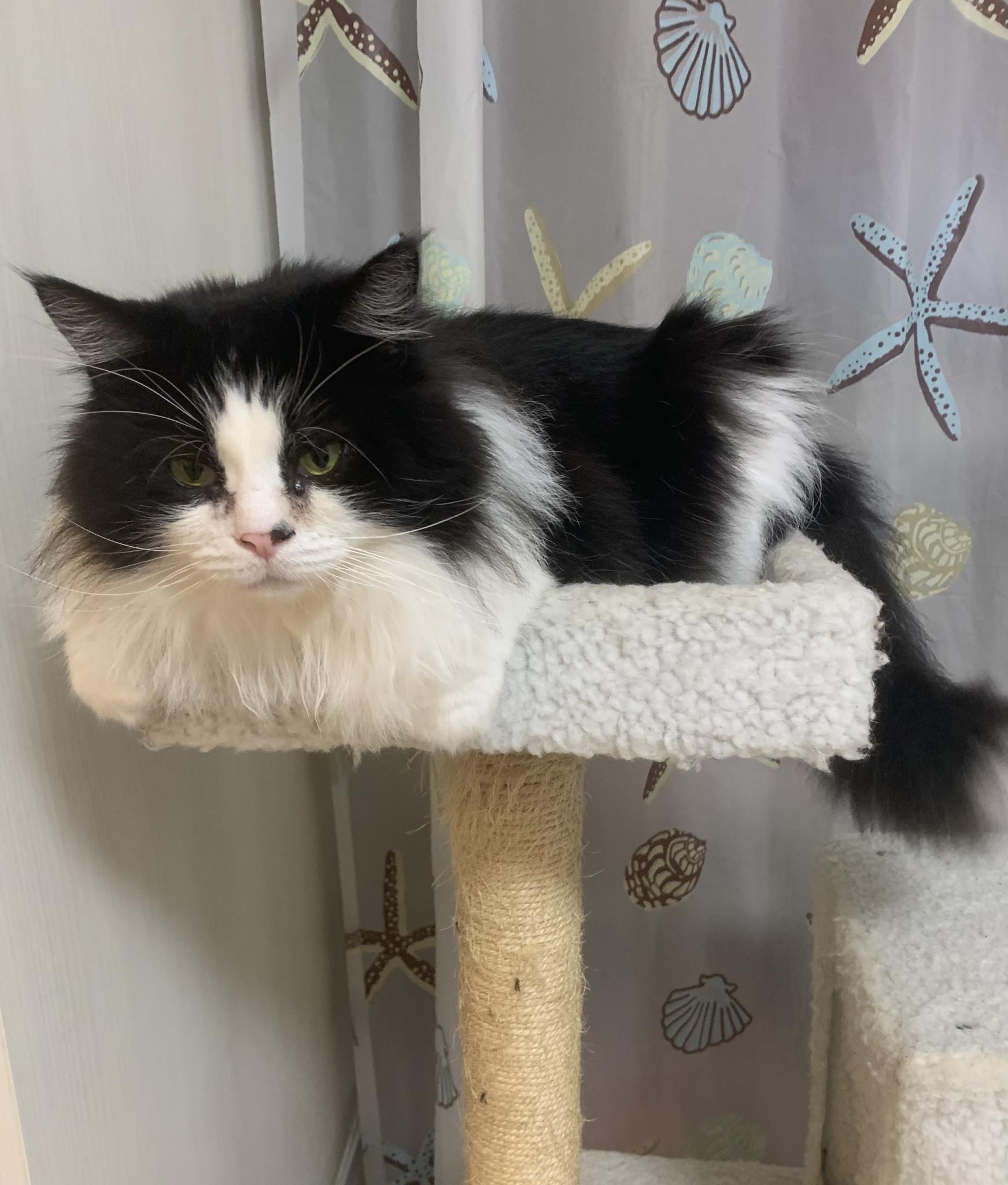 ハグ(黒白猫/ノルウェージャン・フォレスト・キャット) ADOPTION PARK