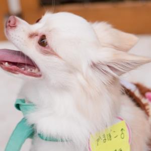 かまぼこ チワワ Adoption Park