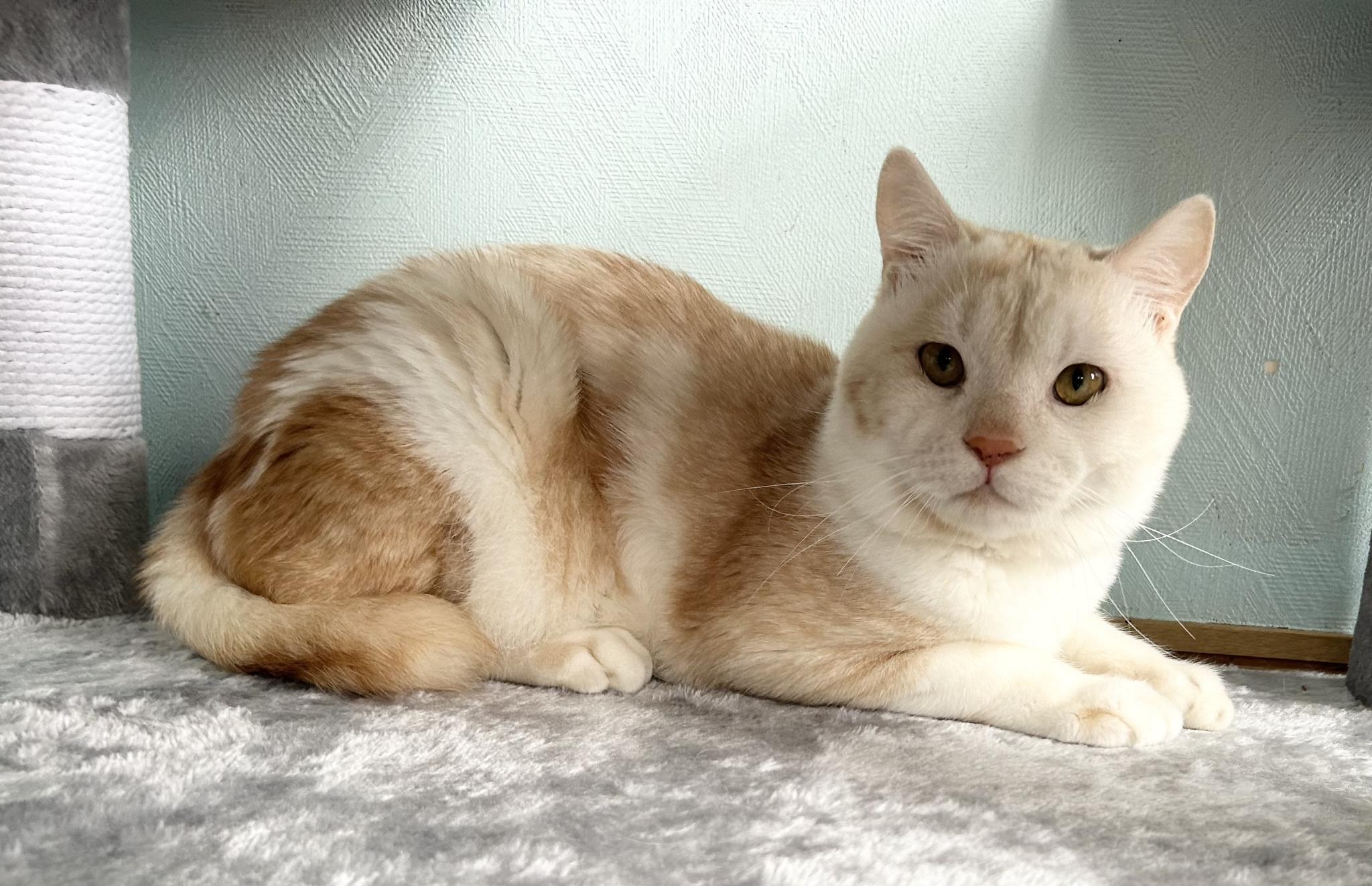 サイモンくん(茶トラ白猫) - ADOPTION PARK