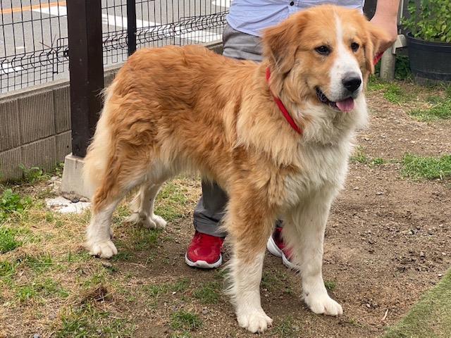 Amai♡プロフ必読ページ グレートピレニーズ バーニーズワッペン Amai