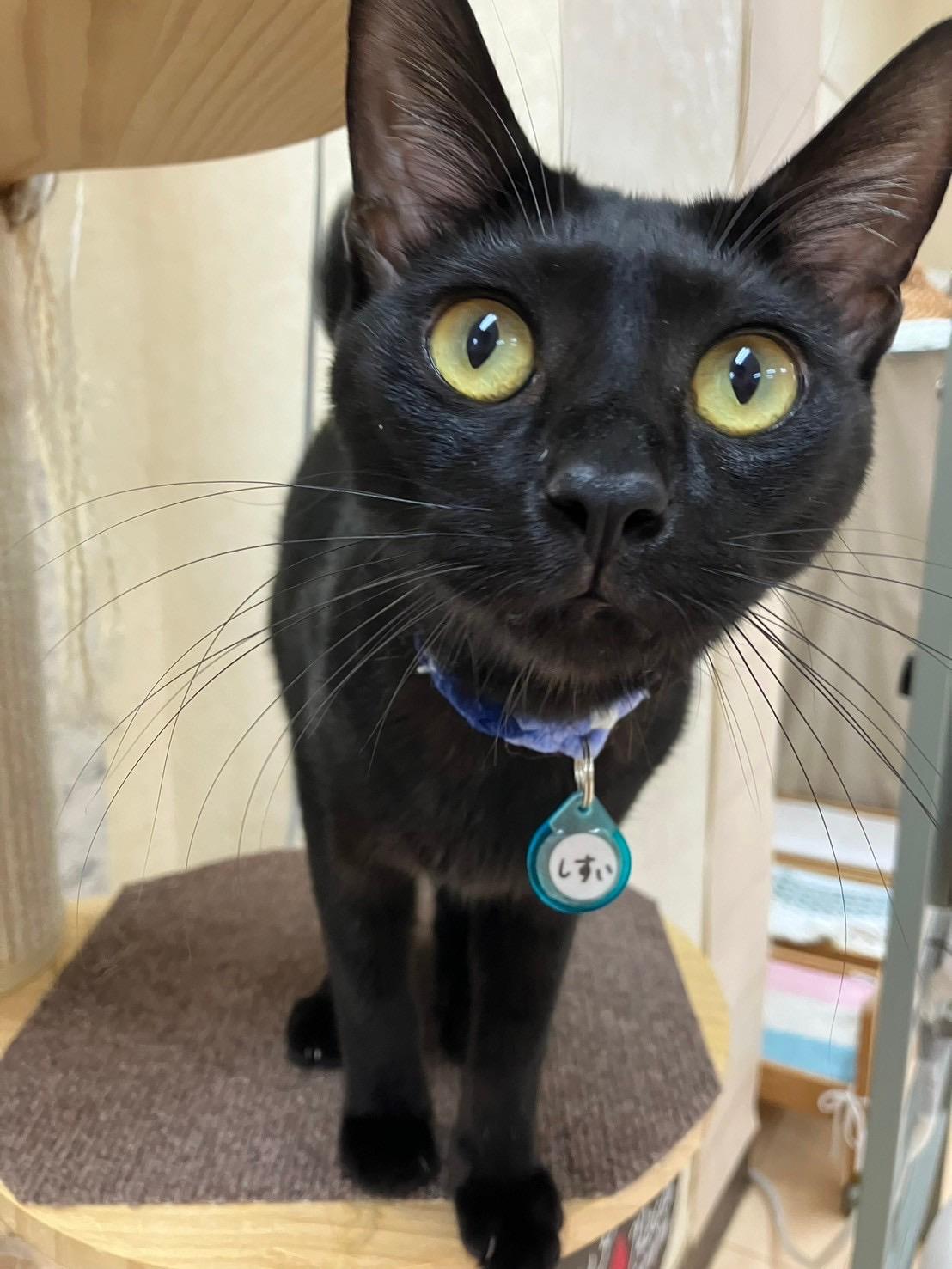 しすい(黒猫) - ADOPTION PARK