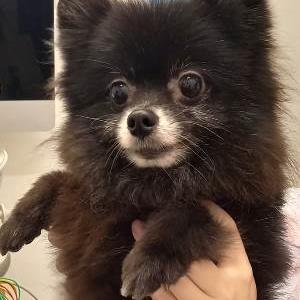 クロミ(ポメラニアン) - ADOPTION PARK