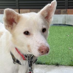 たこ 八郎(雑種) - ADOPTION PARK